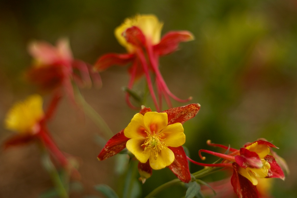 Columbine Flowers
